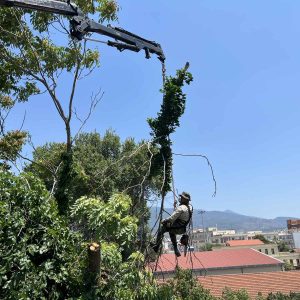 IMG-51d9fdaed23eba16ae8c37cebdec6676-V