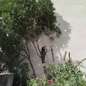 IMG-8c1e2d12b15a3687e1ee8ae29474ec4c-V