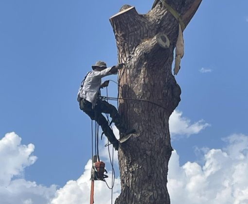 IMG-b9974681e03399a542c9887c0446e631-V