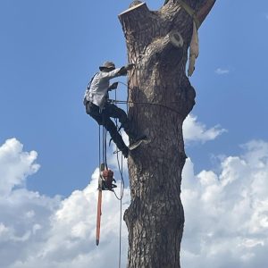 IMG-b9974681e03399a542c9887c0446e631-V