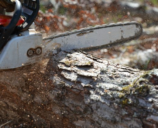 Chainsaw Cutting a Downed Tree